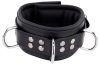 Padded leather collar with black D-rings